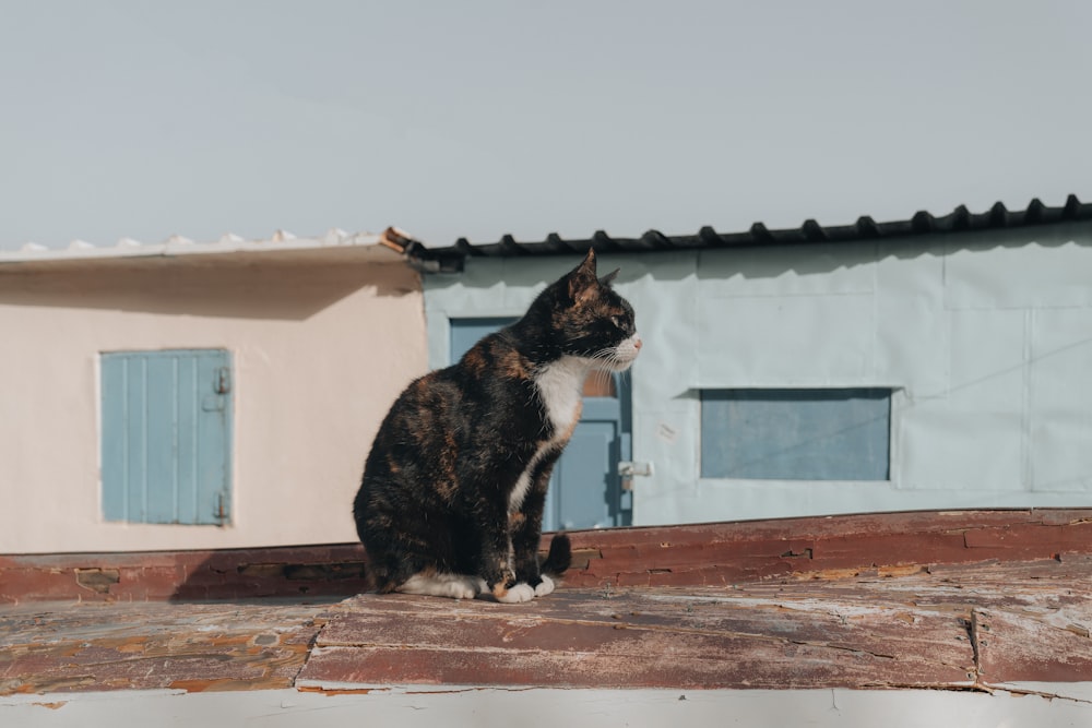 a black and white cat sitting on top of a roof