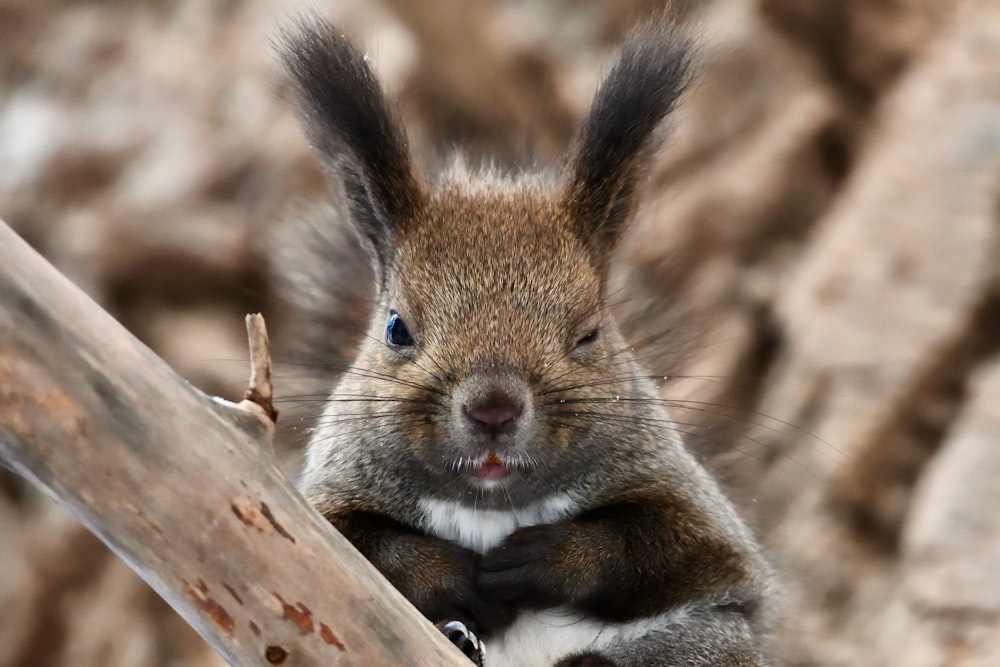 a close up of a squirrel on a tree branch