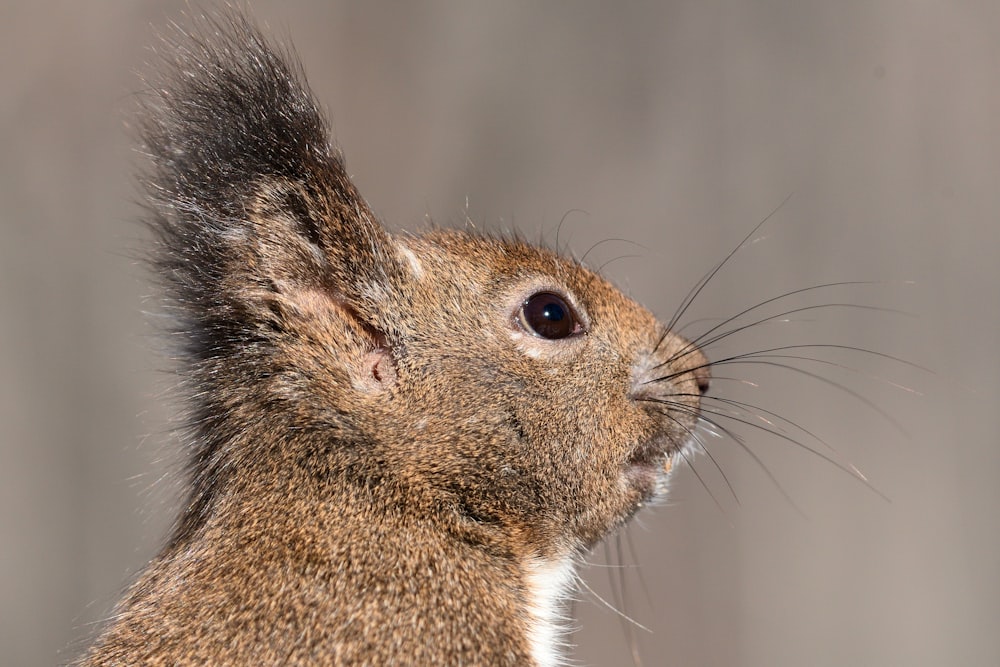 a close up of a squirrel's face with a blurry background