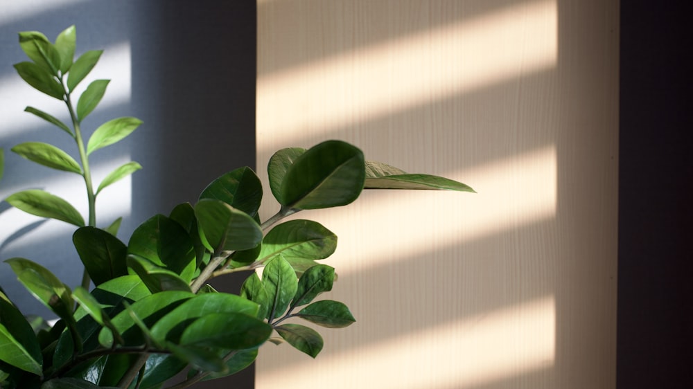Eine Topfpflanze sitzt vor einem Fenster