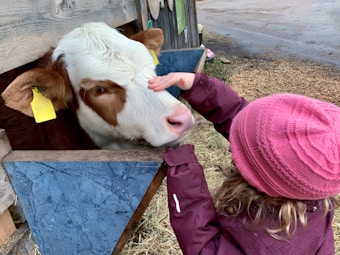 A young child in a pink hat and maroon jacket is patting a calf that is peeking its head out of a wooden enclosure. The calf has a white and brown coat with a yellow tag on its ear. The setting appears to be a farm, with hay on the ground and additional fencing and buildings in the background.