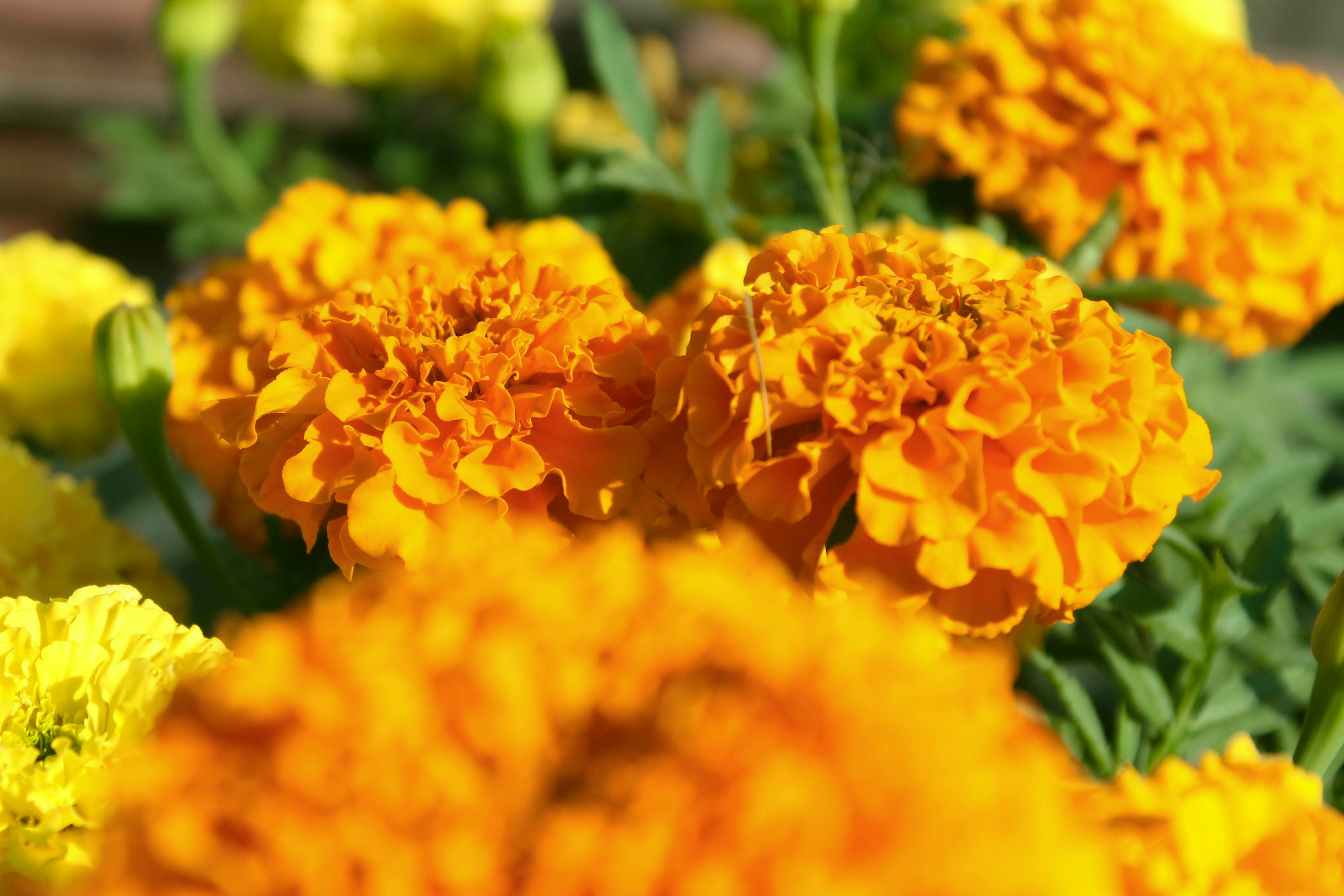 Photo by dragoncy635