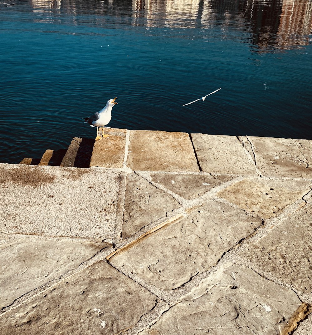 a seagull sitting on the edge of a pier