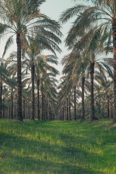 a painting of palm trees in a field