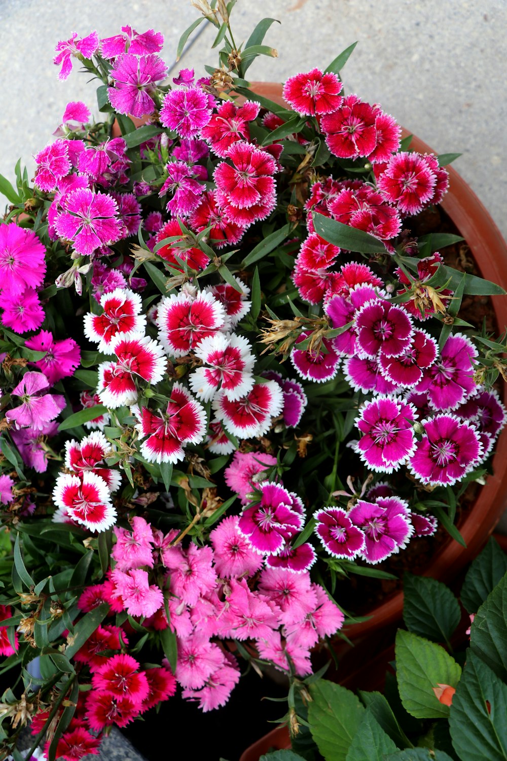 a potted plant filled with pink and white flowers