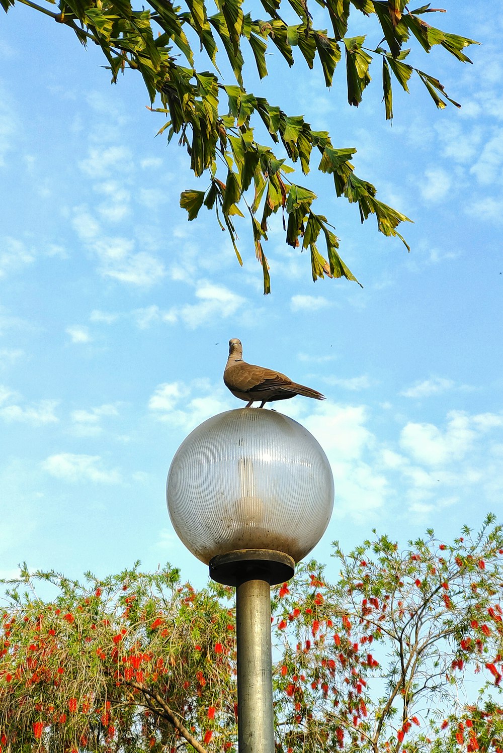 a bird sitting on top of a lamp post
