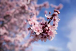 A delicate close-up of blooming cherry blossoms against a pale pink sky.