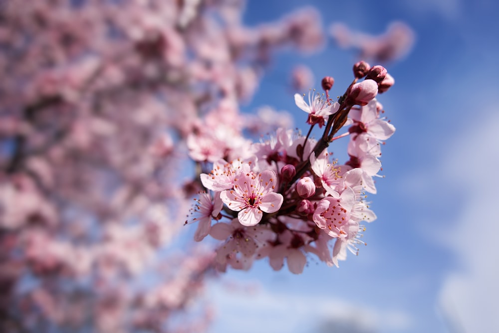 a close up of a tree with pink flowers