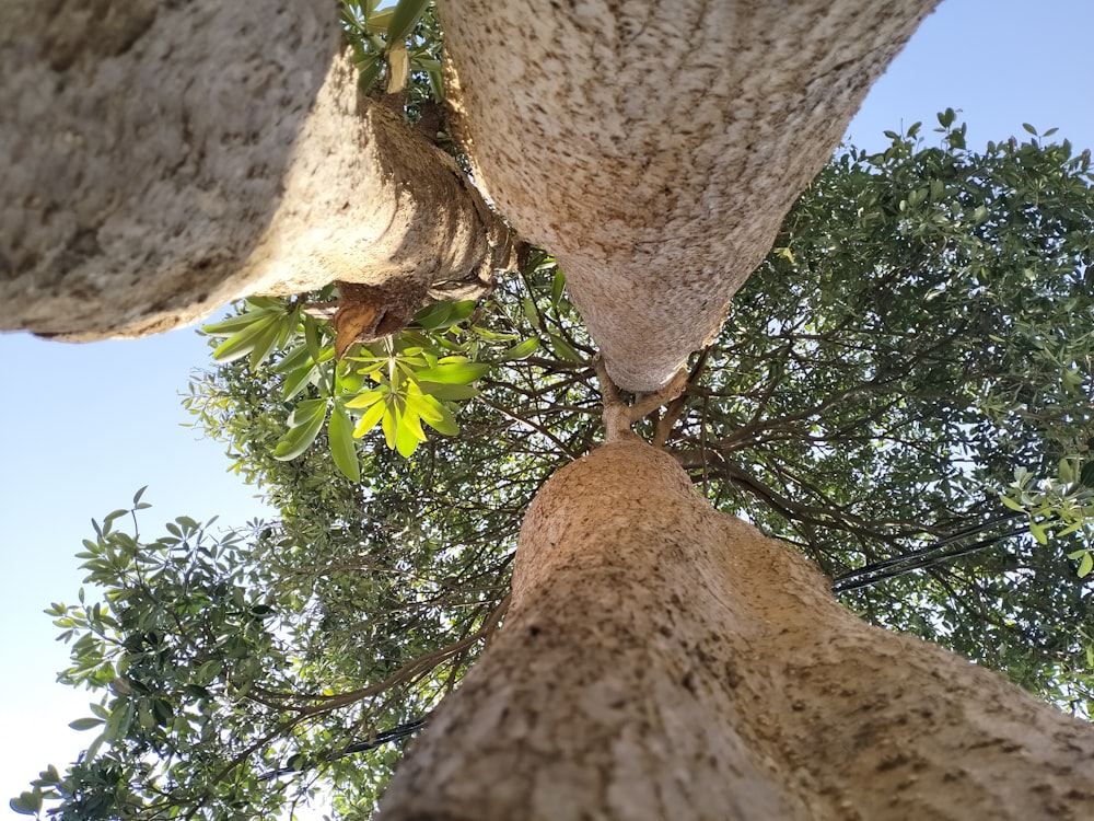 looking up at the top of a tree
