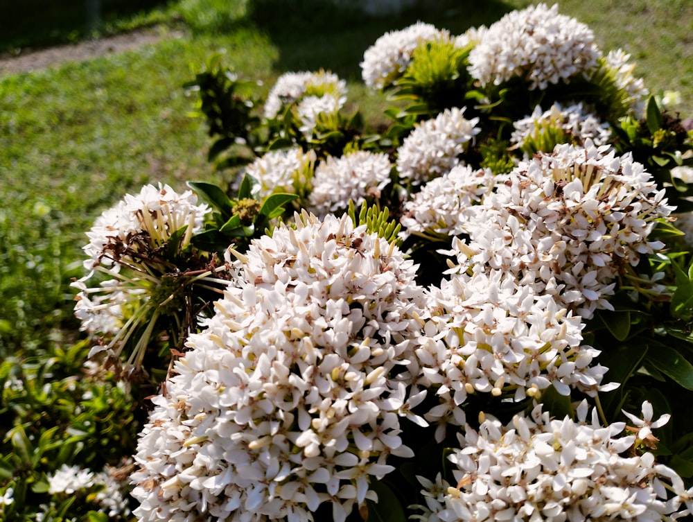 a bunch of flowers that are in the grass