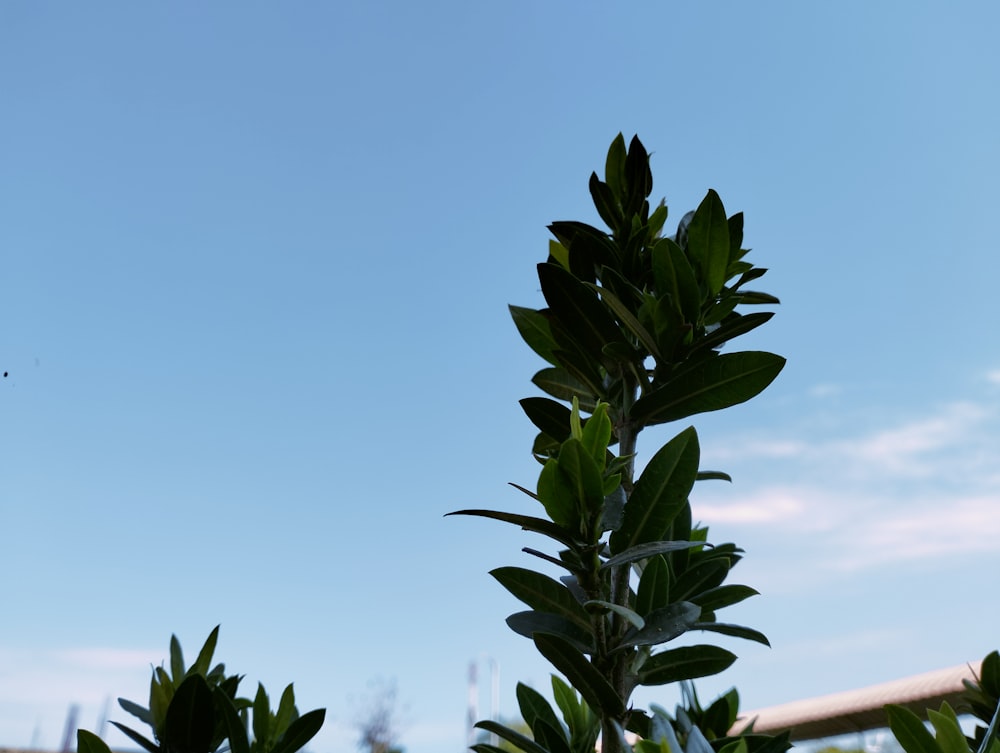 a green plant with a blue sky in the background