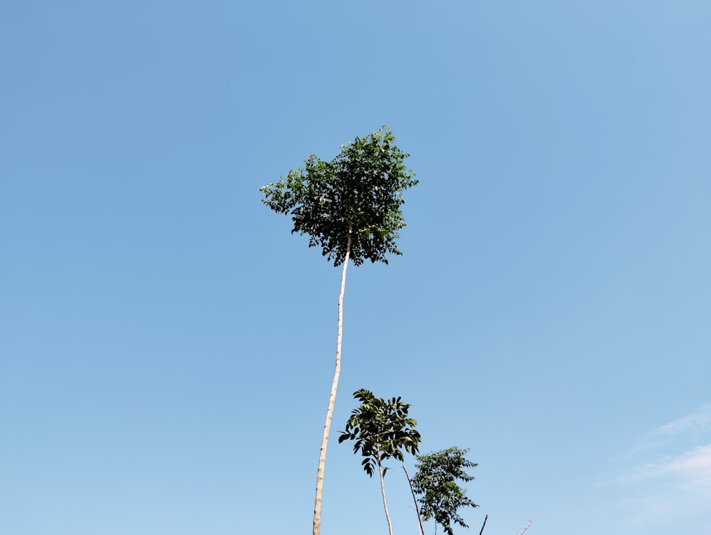 a tall palm tree standing next to a lush green forest