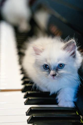 A playful cat character with a tiny trumpet, ready to join the band.