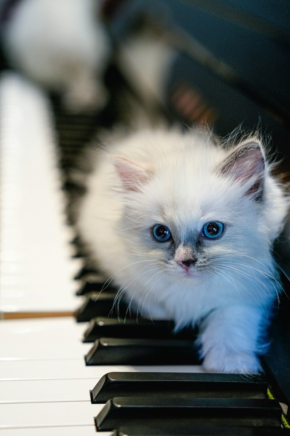 a small white kitten sitting on top of a piano