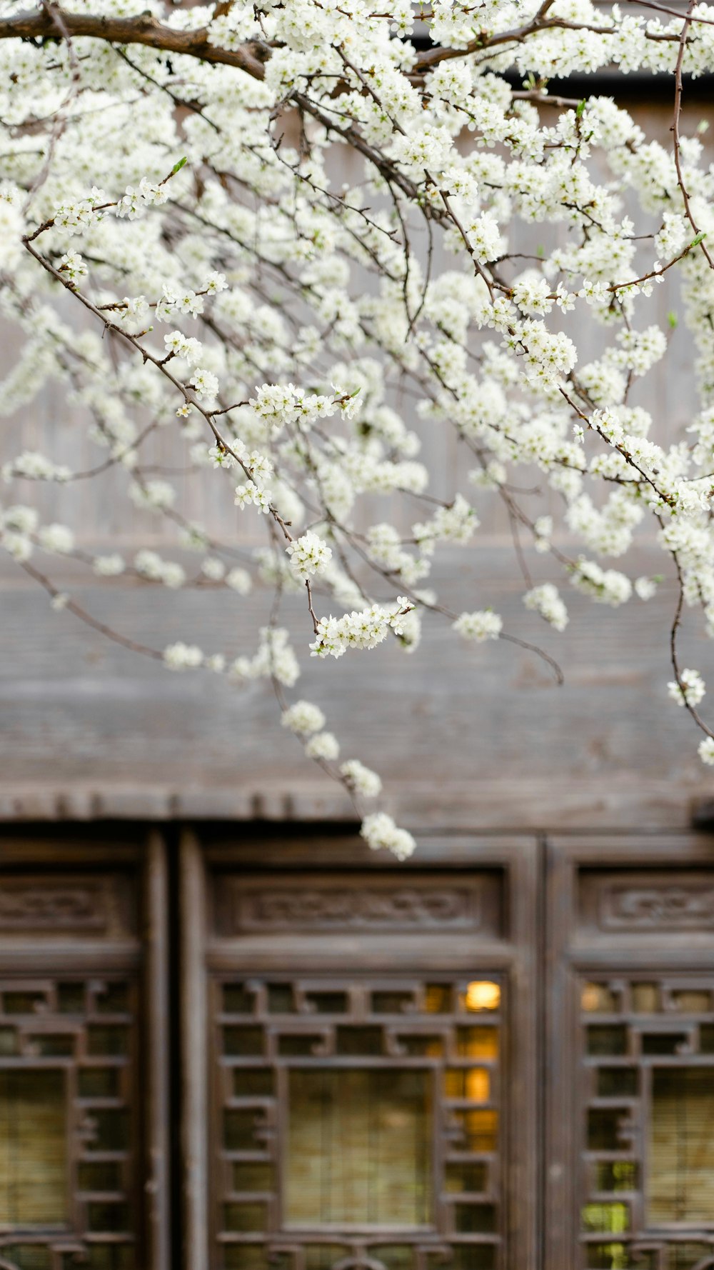 a tree with white flowers in front of a building