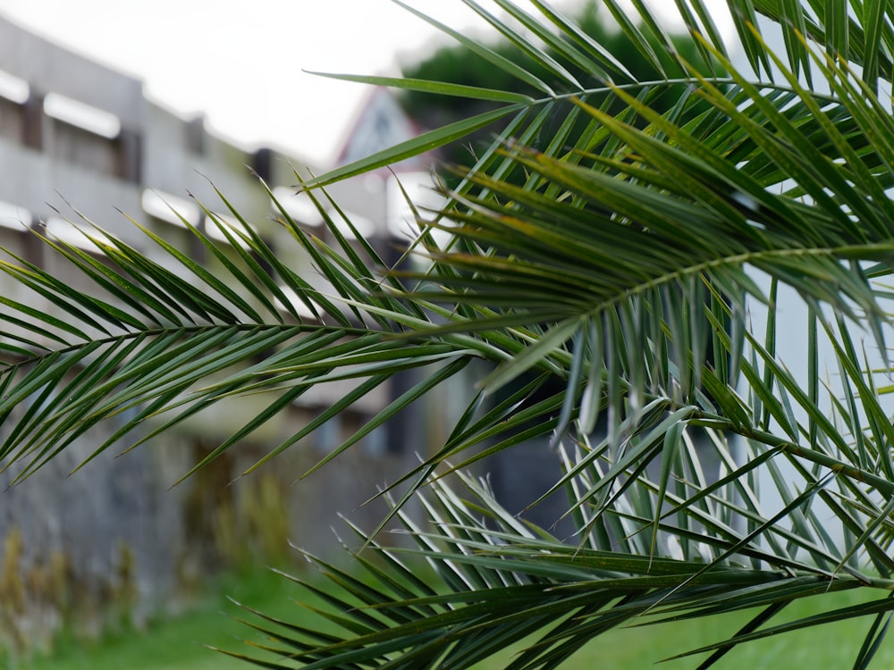 a close up of a palm tree with a house in the background