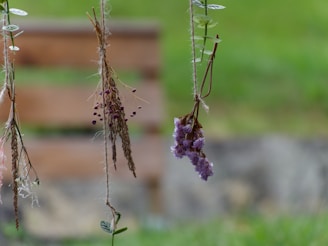 Delicate dried herbs and flowers hanging from rustic twine against a backdrop of dark green velvet.