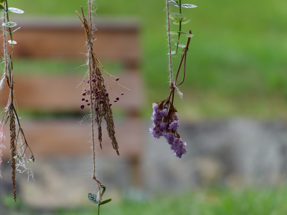 a bunch of flowers hanging from a tree