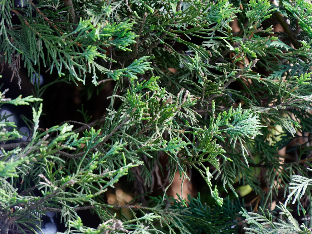 a close up of a tree with lots of green leaves