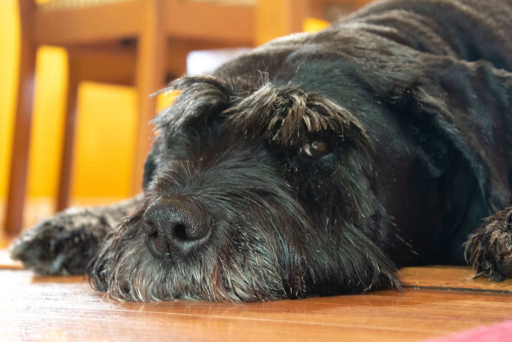 a close up of a dog laying on the floor