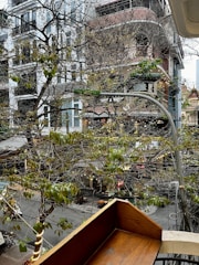 View from the apartment window showing a tree-lined street in DC.