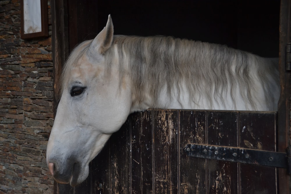 a white horse sticking its head out of a stable
