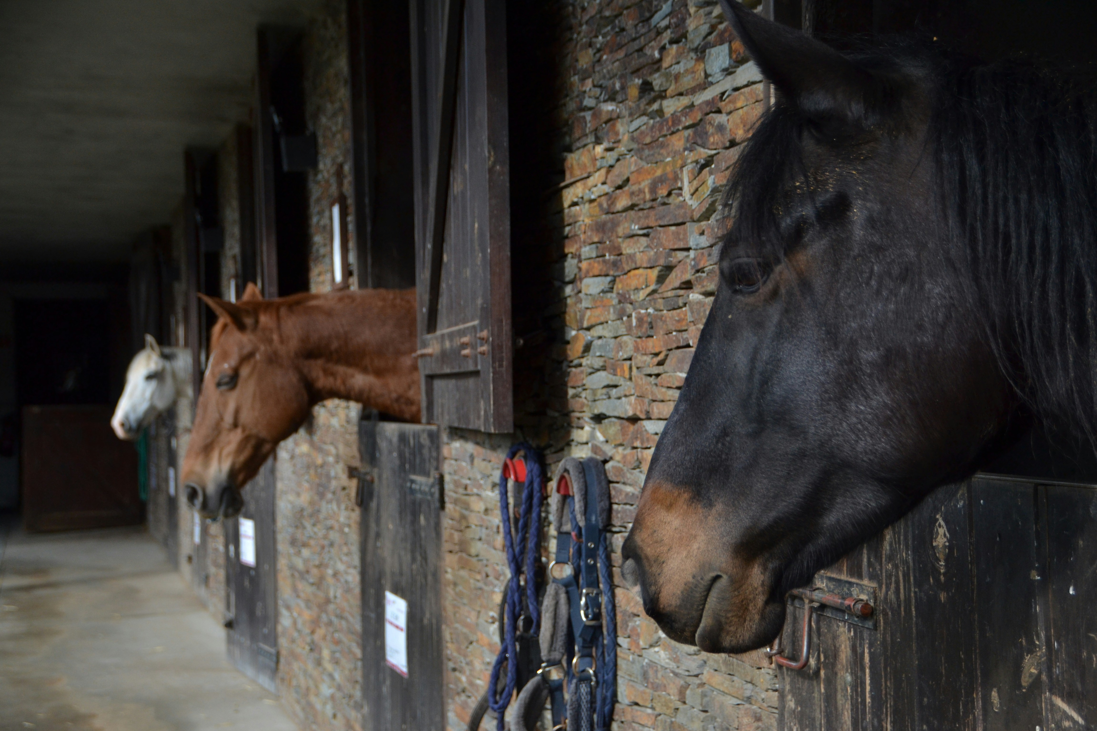 a couple of horses standing next to each other