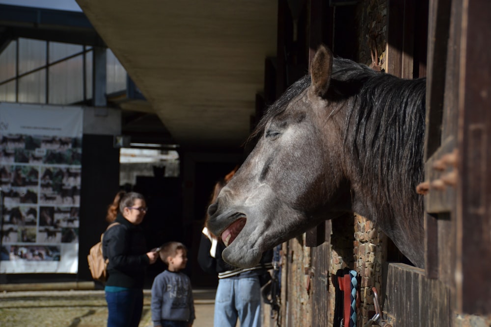 a horse sticking its head over a wooden fence