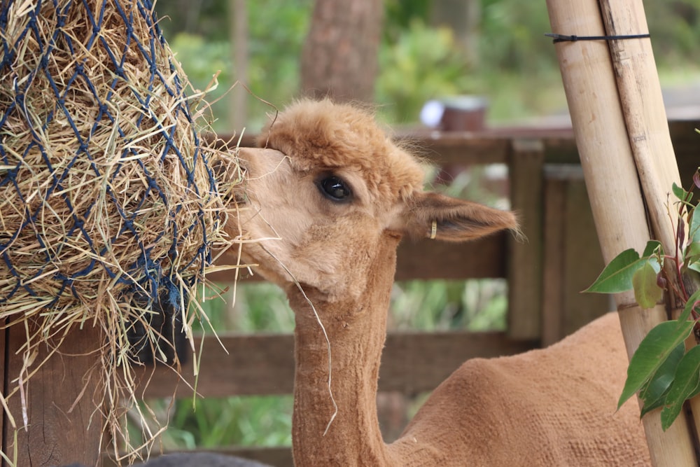 a baby goat eating hay from a pile of hay