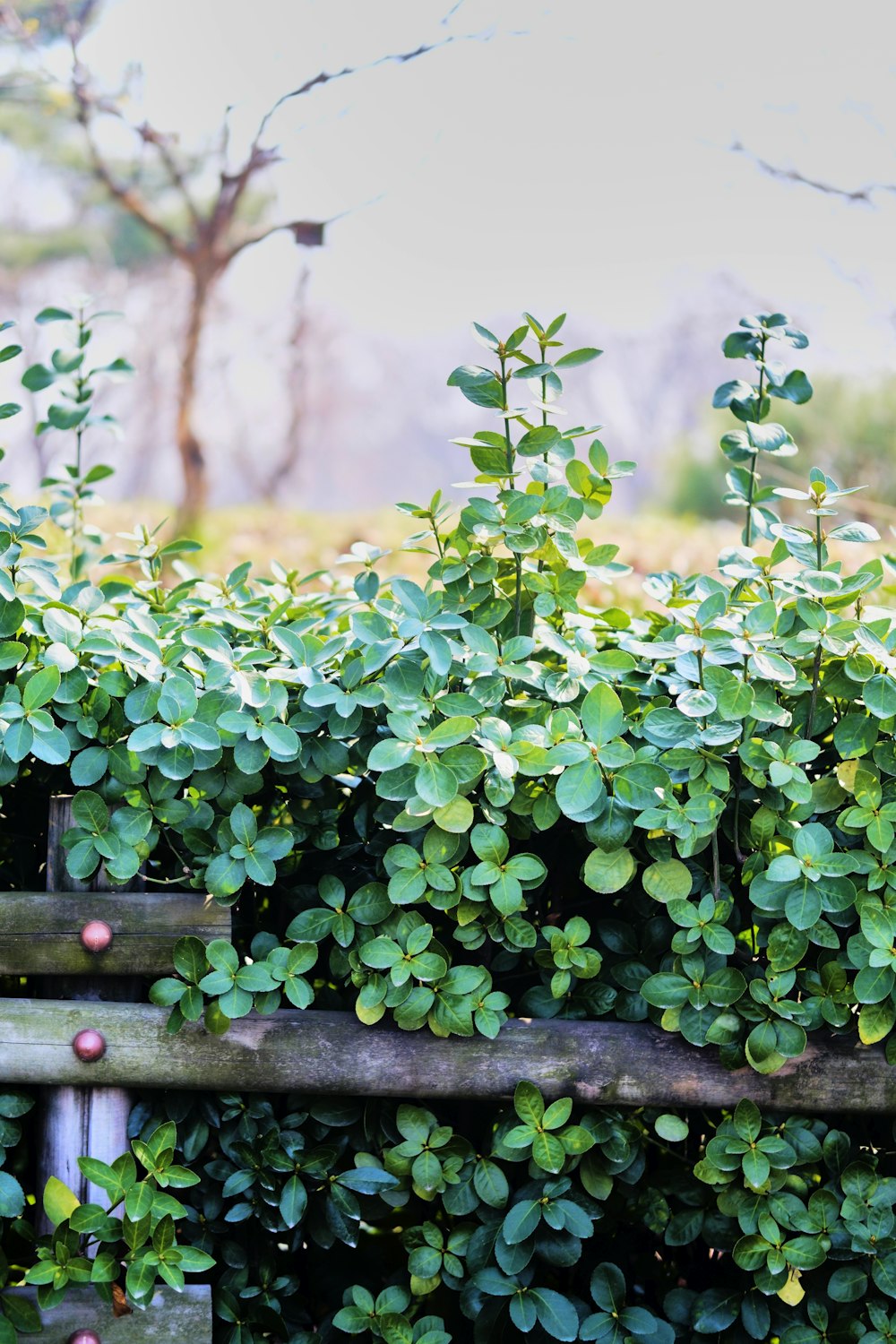 una valla de madera cubierta de muchas plantas verdes