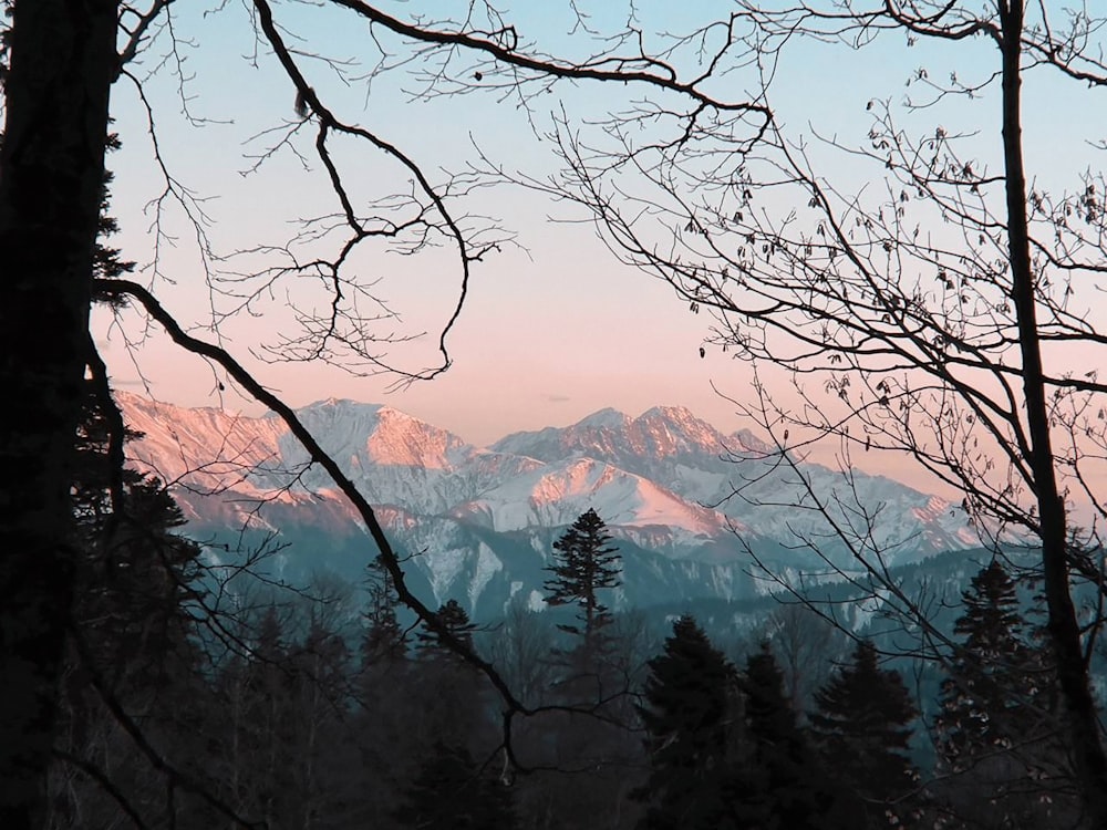 a view of a snowy mountain range through some trees