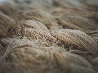 Close-up of soft organic cotton fibers arranged in a natural spiral pattern.