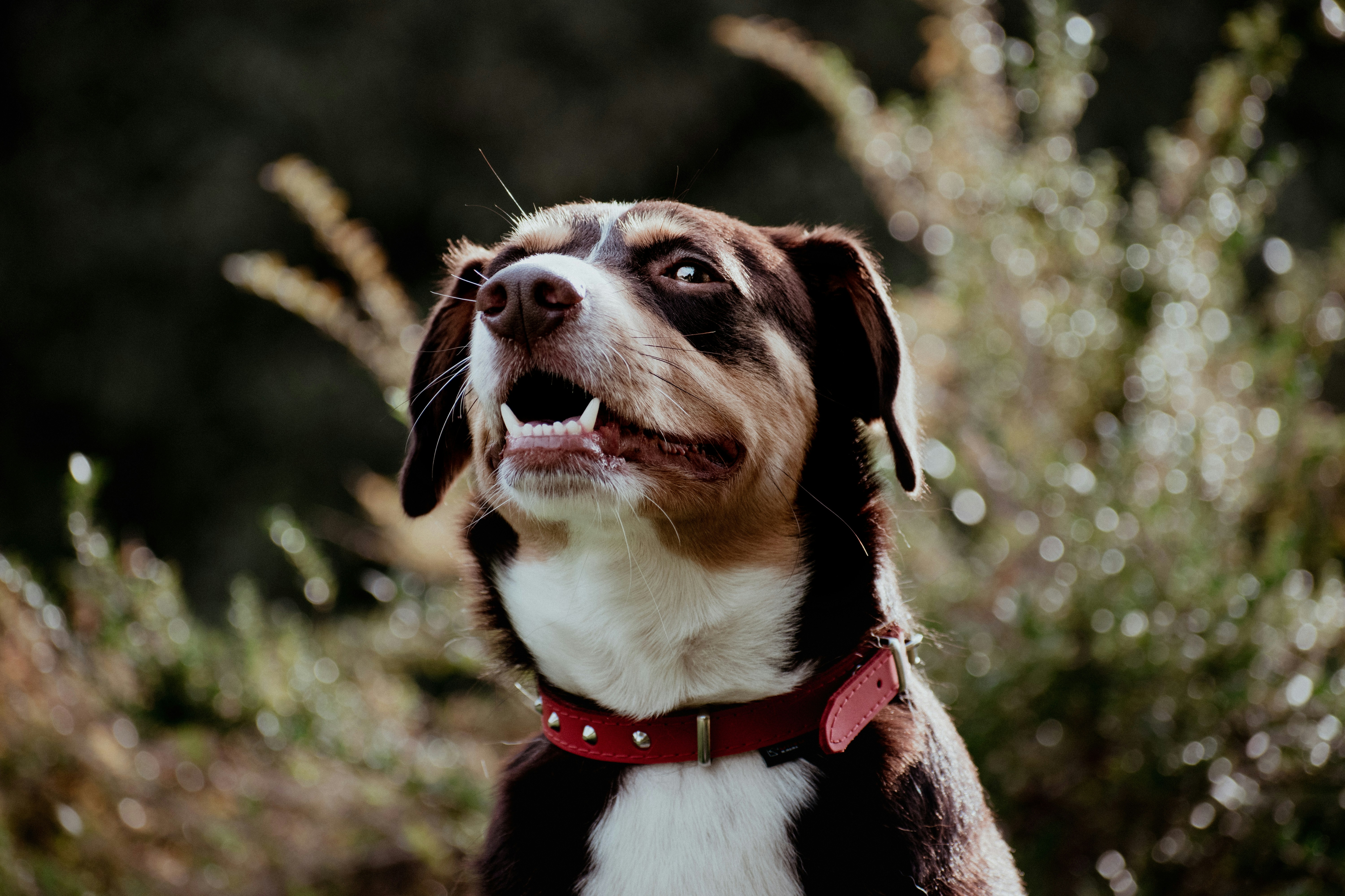 Dog showing anxiety and raised hackles