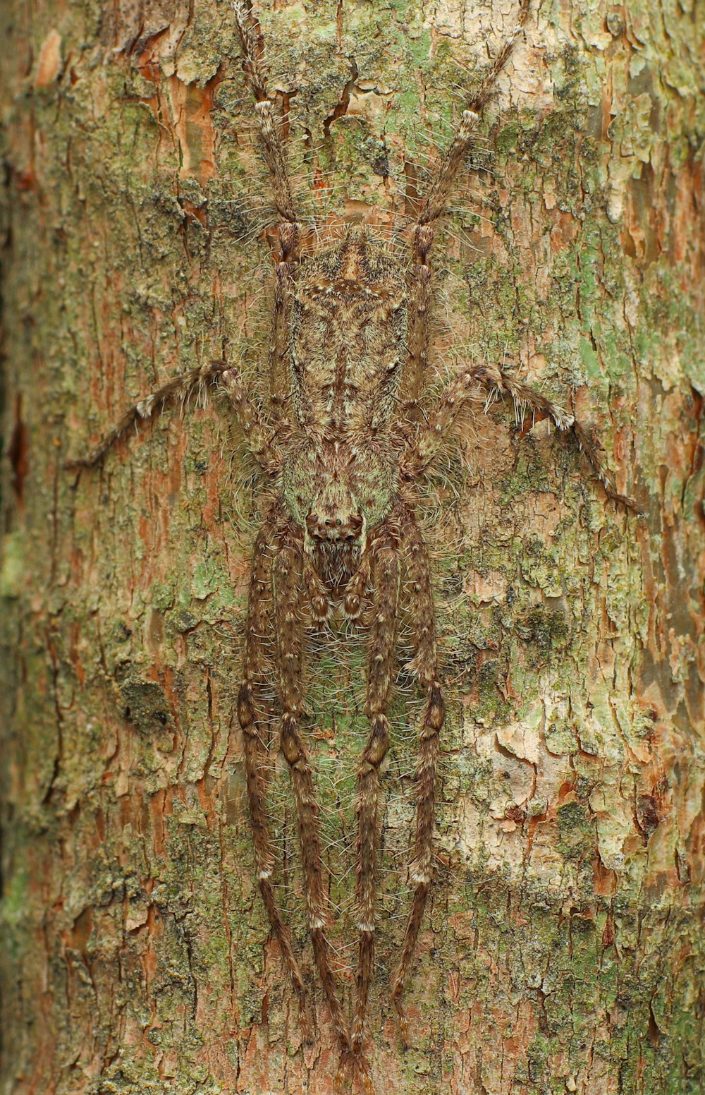 a close up of a tree trunk with a lizard on it