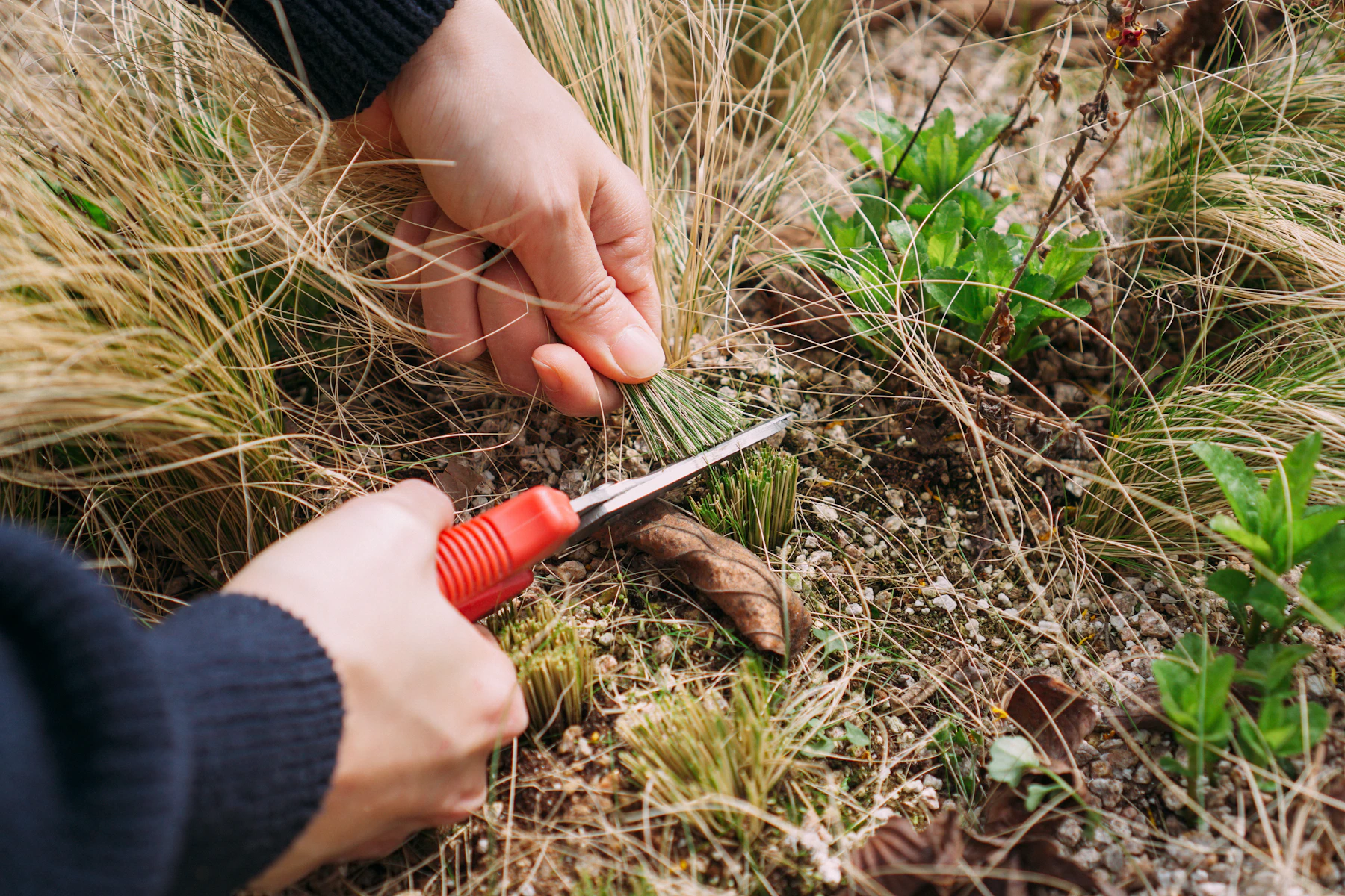 Hände bei sorgfältiger Gartenpflege mit einer Schere