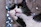 An enchanted black-and-white cat mascot glowing softly with stars and paw prints around it.