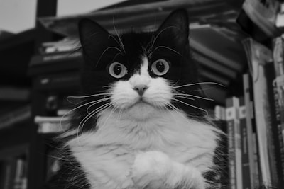 Fire perched on a bookshelf, eyes wide with curiosity.