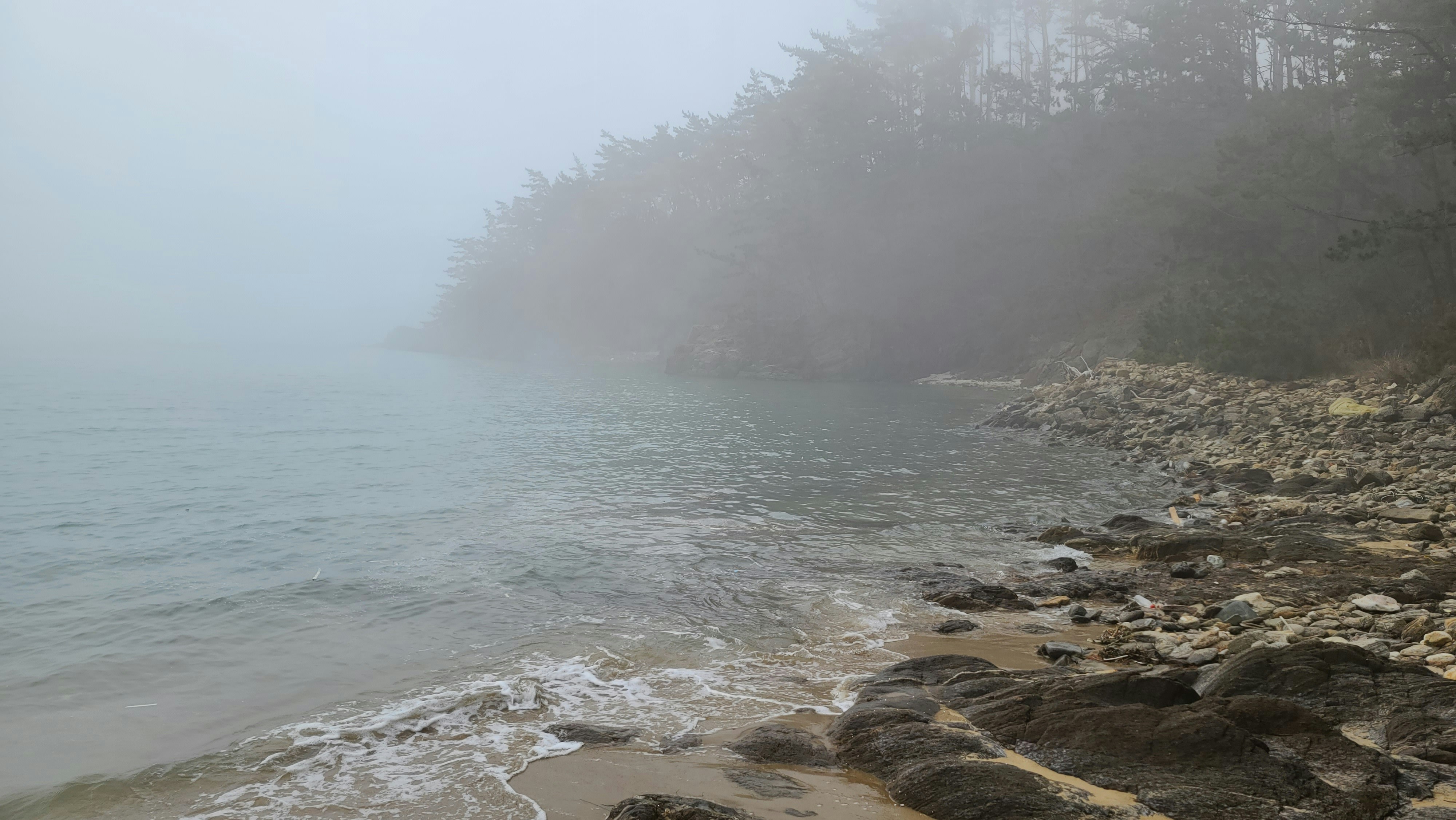 a foggy day on the shore of a lake