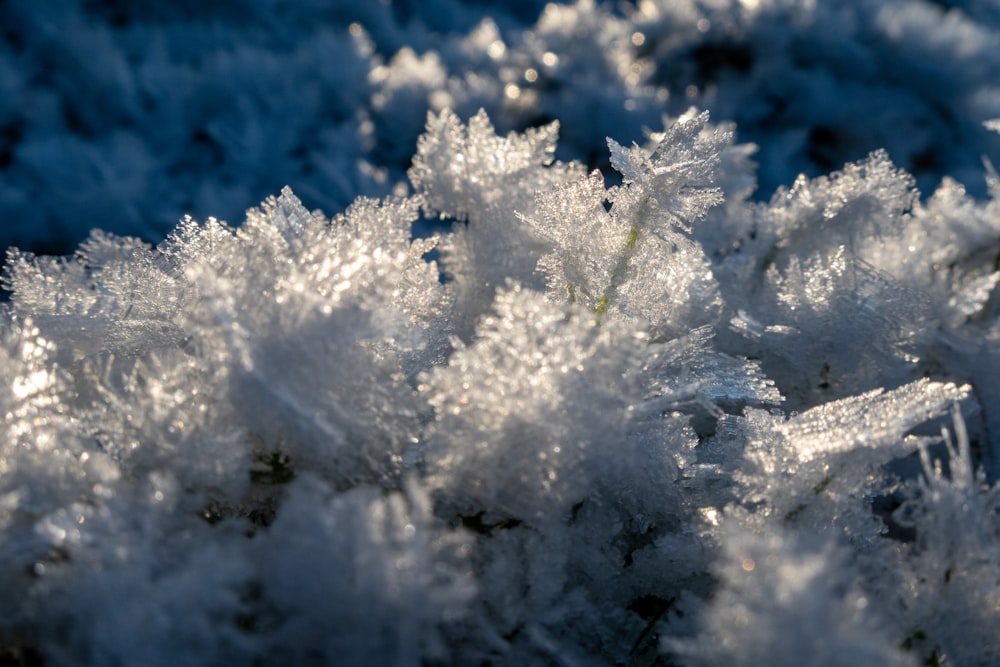 a close up of a bunch of frosty plants