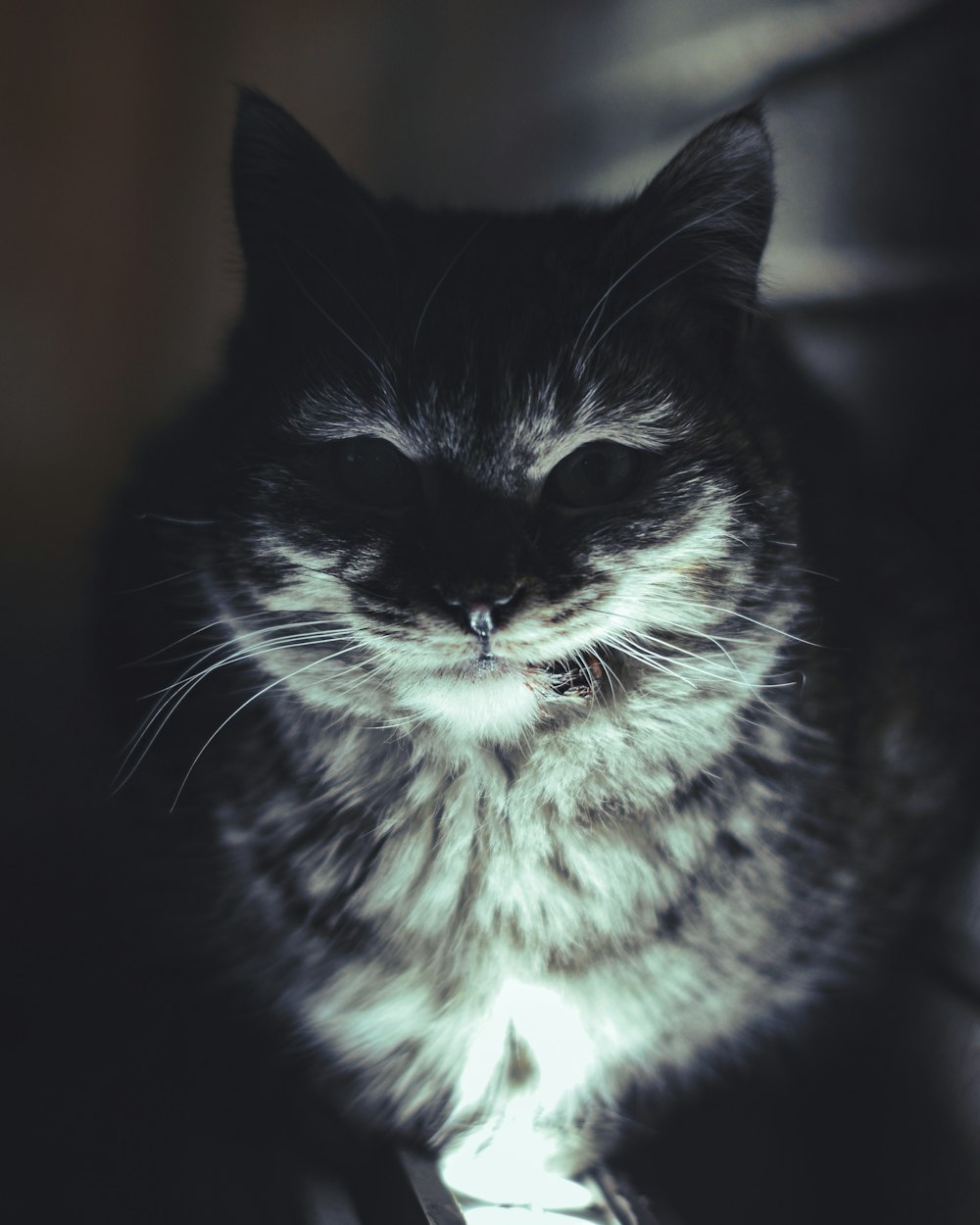 a black and white cat sitting on top of a couch