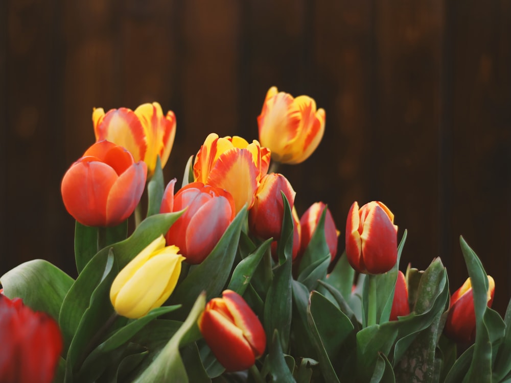 a bunch of red and yellow tulips with green leaves