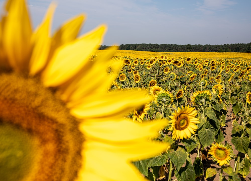 a large field of sunflowers with a blue sky in the background