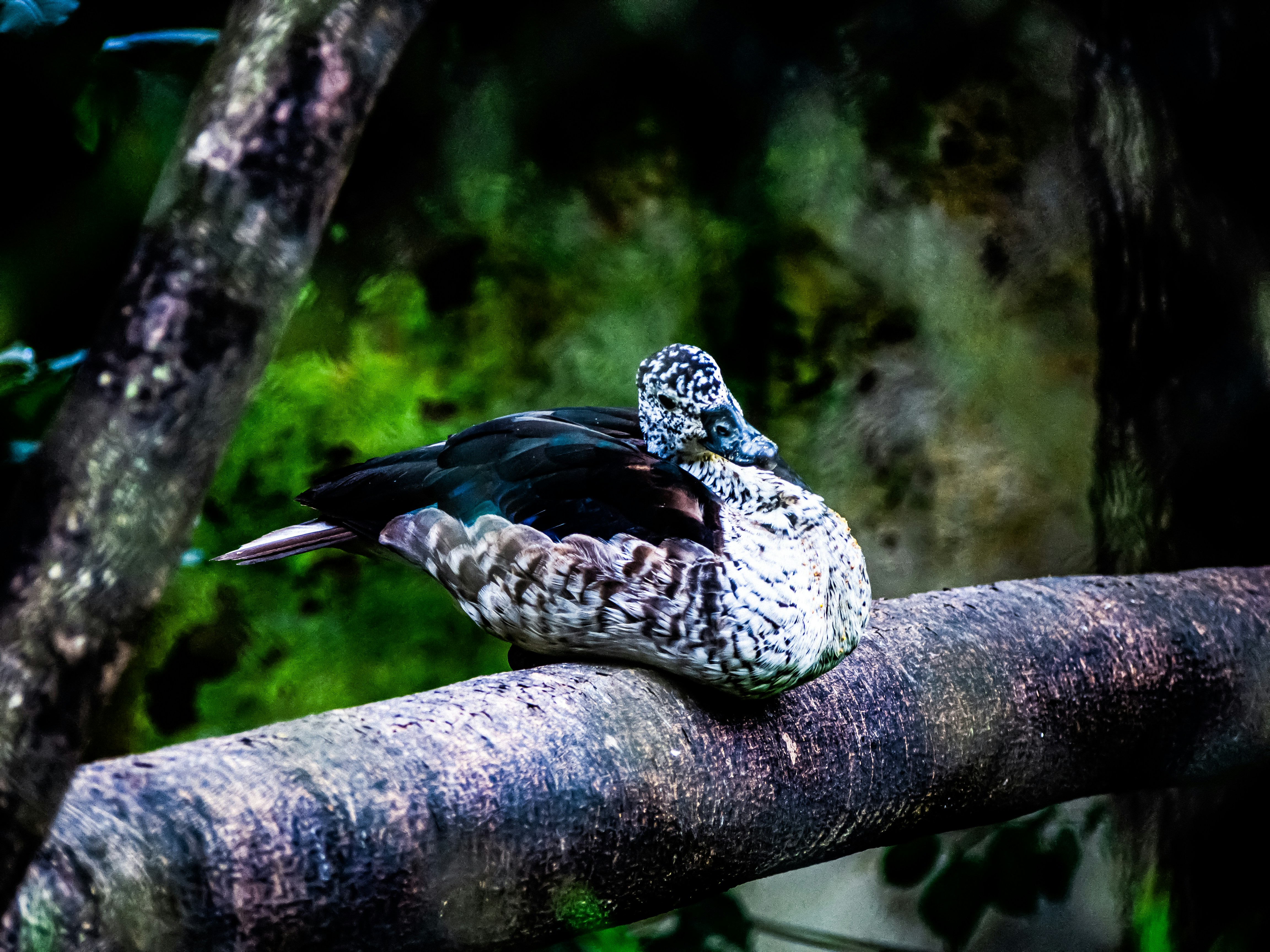 Photo by alekseyryan