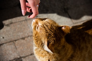 A grateful cat nuzzling a volunteer’s hand after treatment