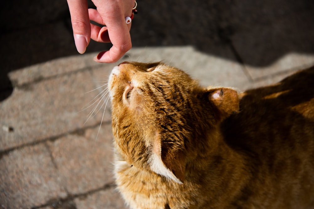 Eine Person, die ihre Hand ausstreckt, um eine Katze zu streicheln