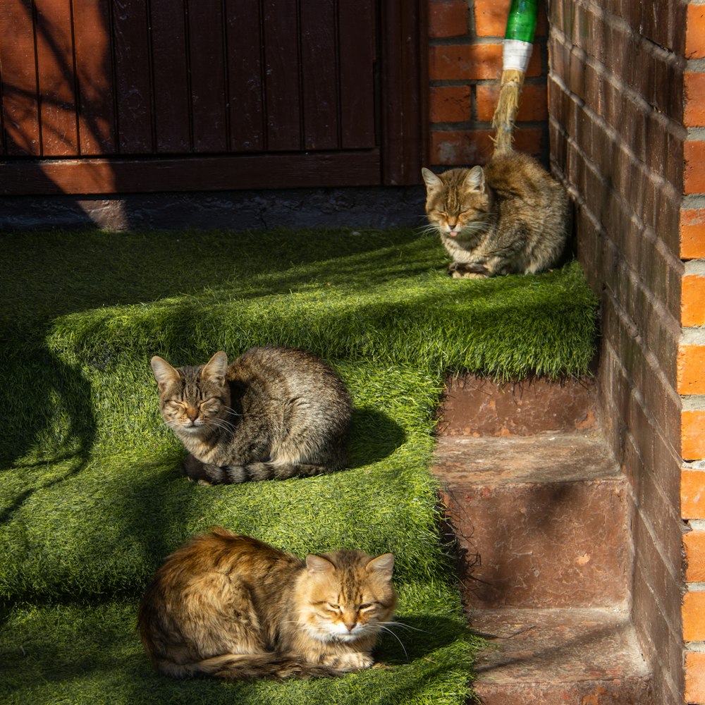 a couple of cats laying on top of a lush green field