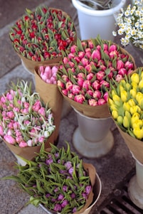 Several bouquets of tulips are arranged neatly in brown paper wrappers, each displaying different vibrant colors including red, pink, yellow, and purple. The bouquets are placed in white cylindrical containers on a pavement, alongside a small bunch of white daisies.