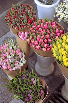 Several bouquets of tulips are arranged neatly in brown paper wrappers, each displaying different vibrant colors including red, pink, yellow, and purple. The bouquets are placed in white cylindrical containers on a pavement, alongside a small bunch of white daisies.