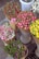 Several bouquets of tulips are arranged neatly in brown paper wrappers, each displaying different vibrant colors including red, pink, yellow, and purple. The bouquets are placed in white cylindrical containers on a pavement, alongside a small bunch of white daisies.