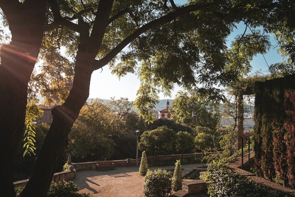 the sun shines through the trees on a sunny day